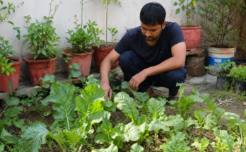 Benefits of Growing Your Own Vegetables at Home