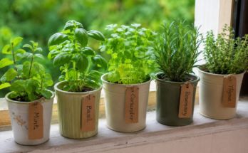 Why Growing Fresh Herbs Is a Healthy Hobby
