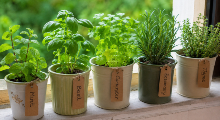 Why Growing Fresh Herbs Is a Healthy Hobby