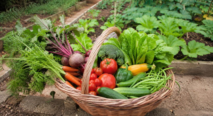 How a Vegetable Garden Can Improve Your Daily Diet