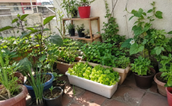 How Beginners Can Start a Simple Home Garden